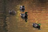 mallards in fall.jpg