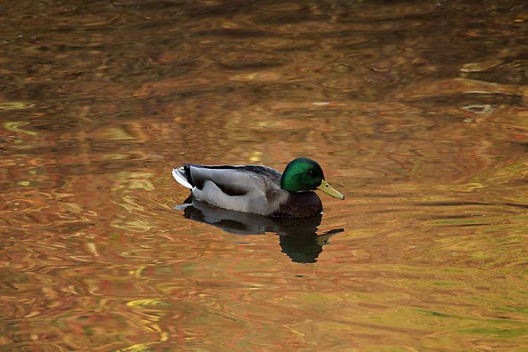 Mallard in fall.jpg
