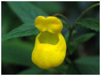 Flower at Cerro de la Muerte