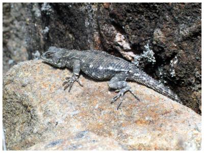 Lizard at Cerro de la Muerte