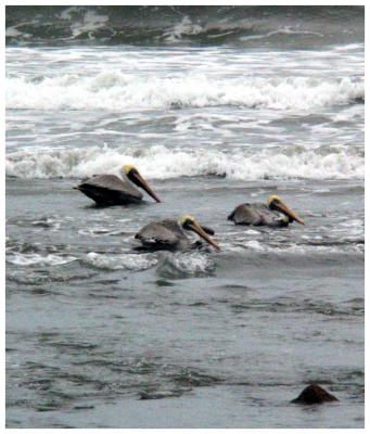 Pelicans in the surf