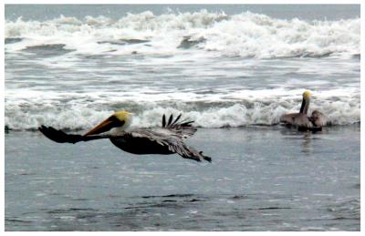 Pelicans in the surf