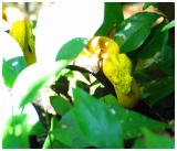 Eyelash viper