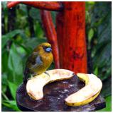 Bird at waterfall garden