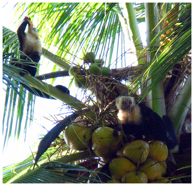 Whiteface monkeys