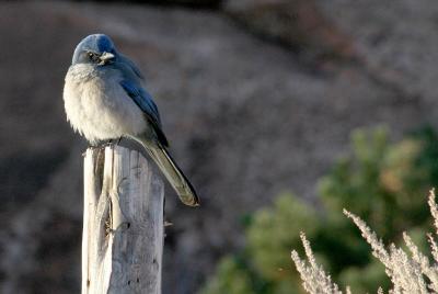 Scrub Jay