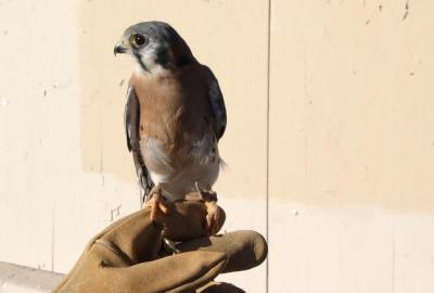 Kestrel Hawk