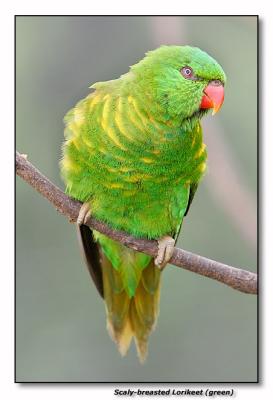 Scaly-breasted Lorikeet