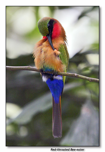Red-throated Bee-eater