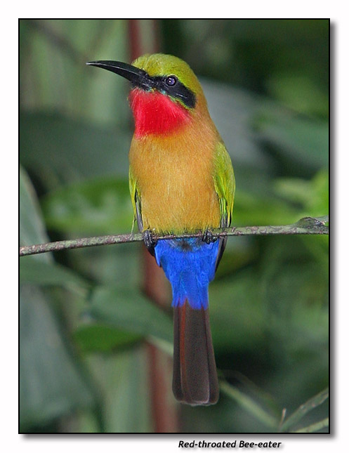 Red-throated Bee-eater