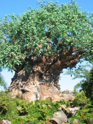 Tree of Life at Animal Kingdom