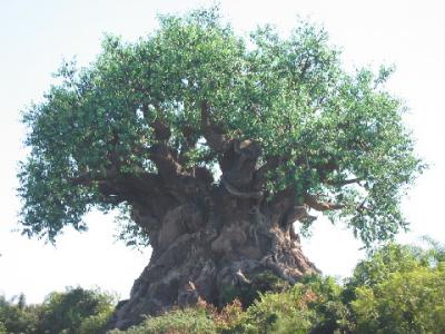 tree of life