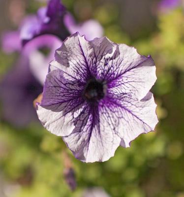 u37/rafael_enrique/medium/40241348._MG_8399PurpflwrW.jpg