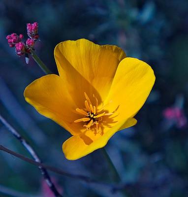 u37/rafael_enrique/medium/40241351._MG_7790YellowFlW.jpg