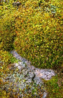 al Moss At Cotter Gap.JPG