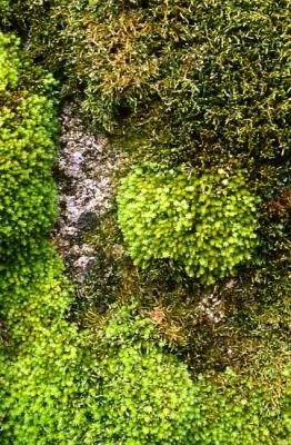 am Moss At Cotter Gap 2.JPG
