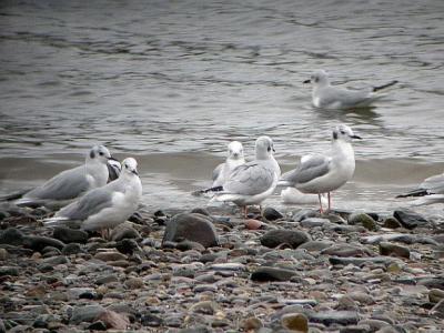Bonaparte's Gulls, Digby, Nova Scotia