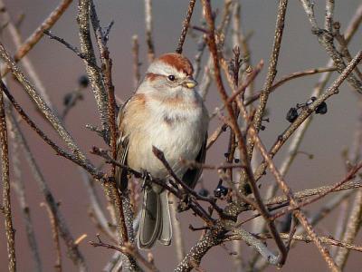 American tree sparrow, Annapolis Royal, Nova Scotia