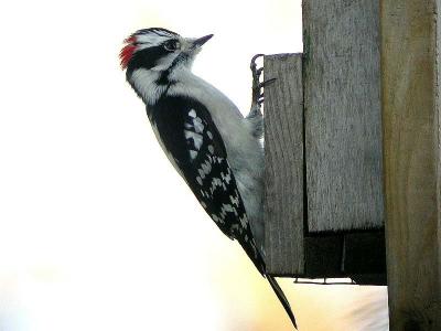 Downy woodpecker, Greenwich, Nova Scotia