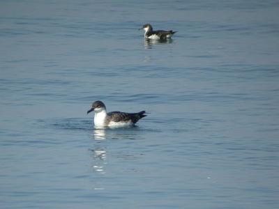 Greater & Manx Shearwaters off Brier Island 10-03