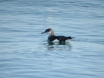 Manx Shearwater, off Brier 10-03