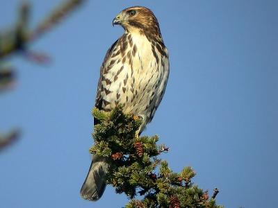 Broad-winged Hawk, Brier Island, 10-03