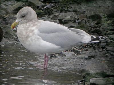 Thayer's gull (?), Pier 9, Halifax Harbour 19-12-03