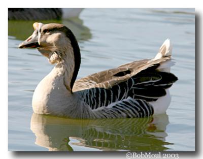 Barnyard Goose