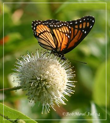 Common Buttonbush W/Viceroy