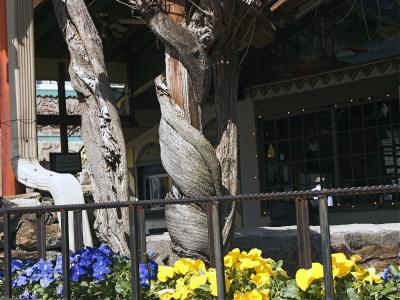 Spring flowers