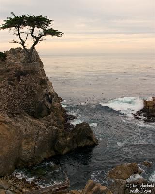 17 Mile Lonely Cypress