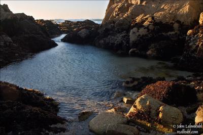 Asilomar Beach Tidepool