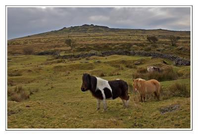 Dartmoor Ponies and Tor