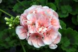 Salmon Geranium