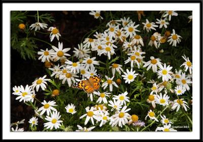 Painted Lady Butterfly 2