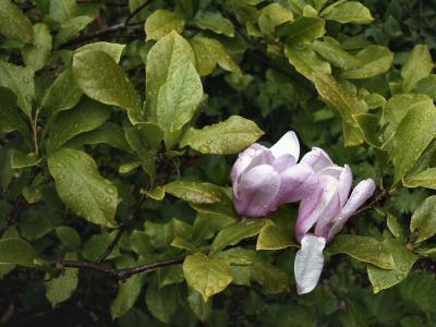 Magnolia duet