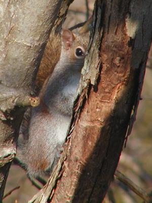 JPG CS Squirrel Peek P2040649.jpg