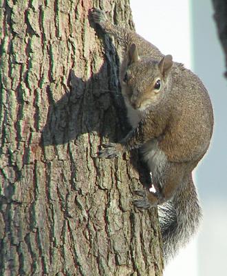 Back Yard Squirrel.jpg