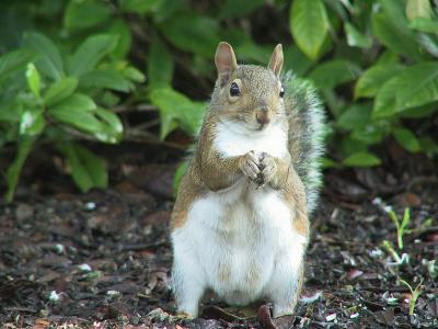 Squirrel Offering.jpg