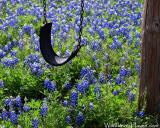 Bluebonnet Swing