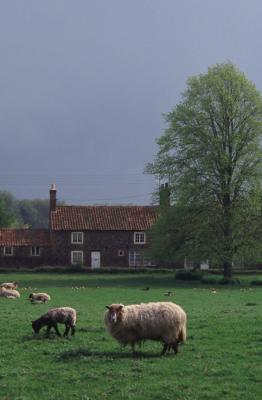 Sheep