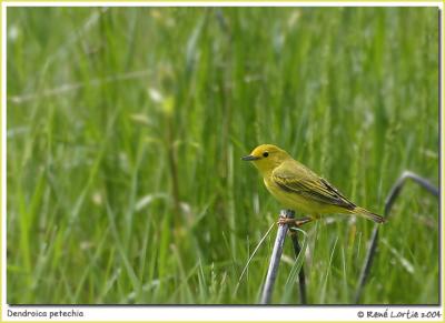 Paruline jaune / Yellow Warbler