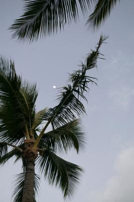 Palm tree and moon.jpg