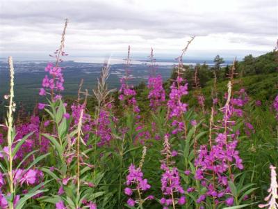 040_030 Fireweed above Anchorage - 1
