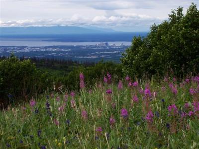040_031 Fireweed above Anchorage - 2