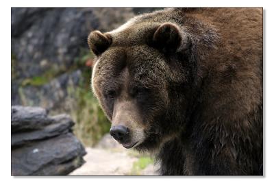 Grizzly