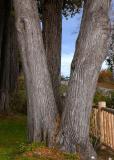 009_6749 Three Trees  Fence for Roy.jpg