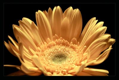 Flower1.jpg