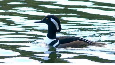 Male Hooded Merganser