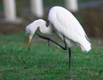 Great Egret